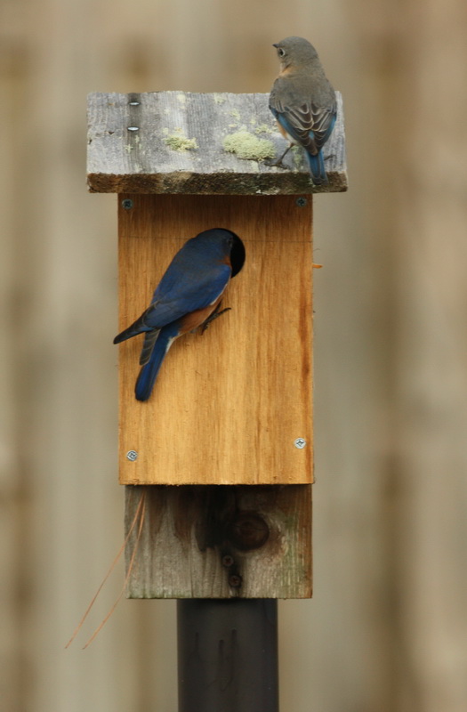Blue Birds Nesting