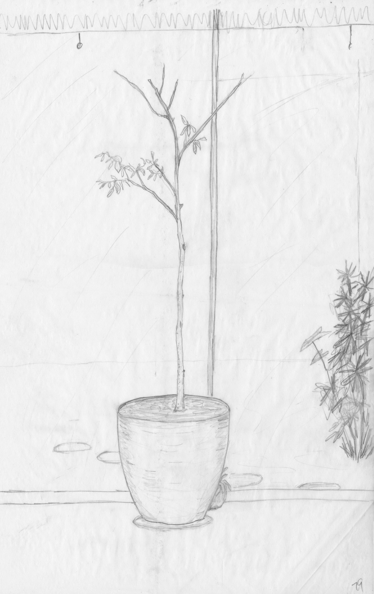 Potted Tree<br>By sliding door at my home in Indialantic - 1979