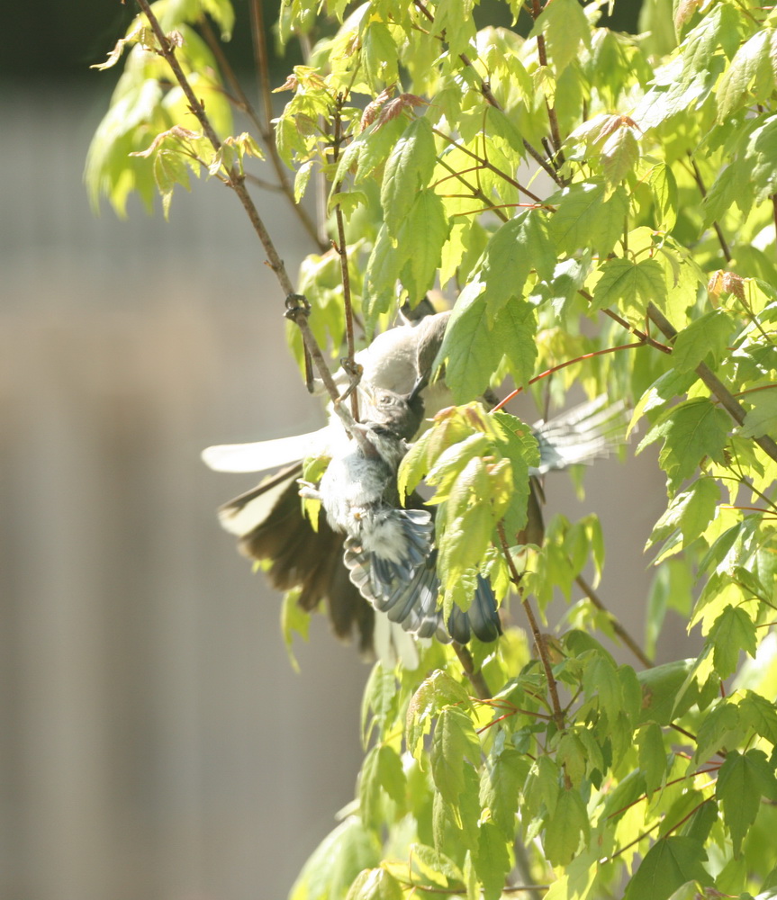 Mr. Mockingbird attacking baby bluebird