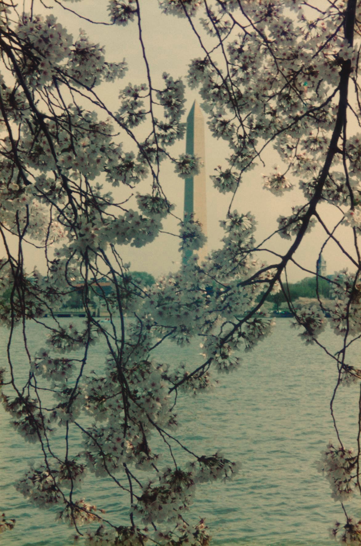 Washington Monument through the cherry trees.