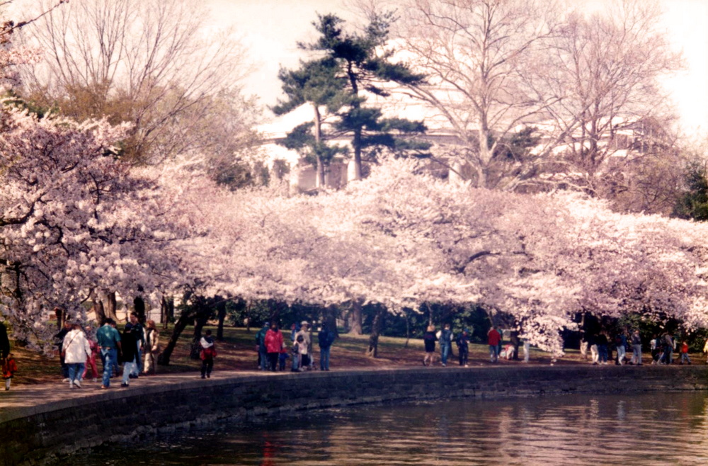 Cherry Blossoms at Tidal Basen