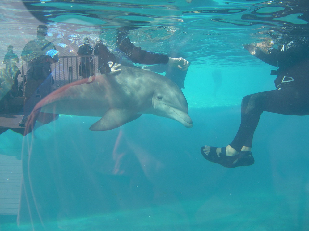 Dophins at MarineLand