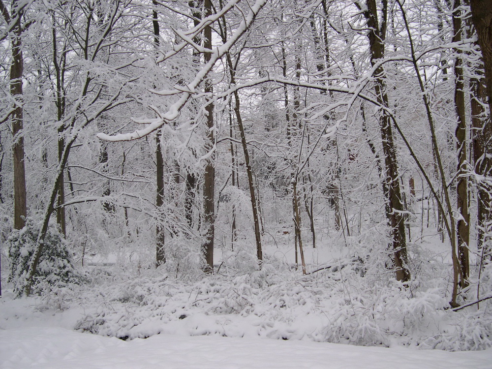 After a week in sunny Florida I retured to Virginia and snow