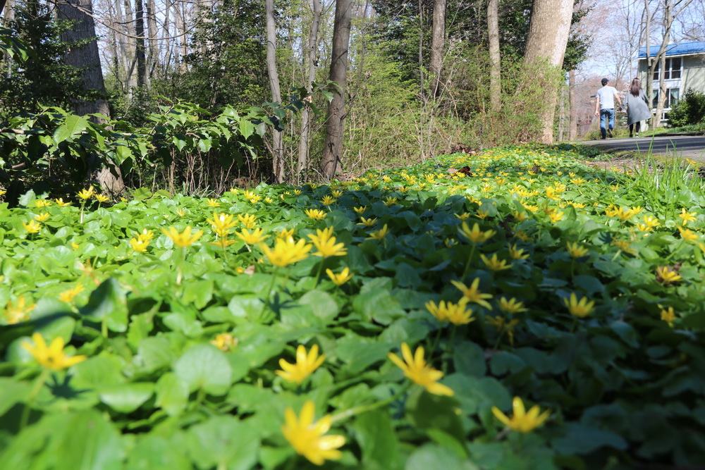 Spring Flowers