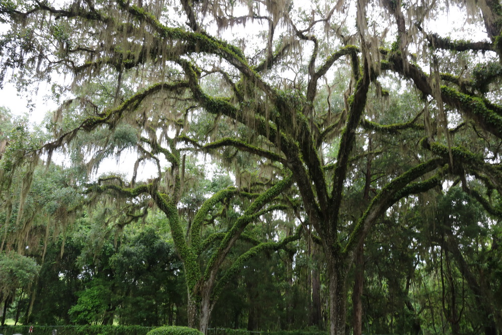 Oak Tree with Spanish Moss