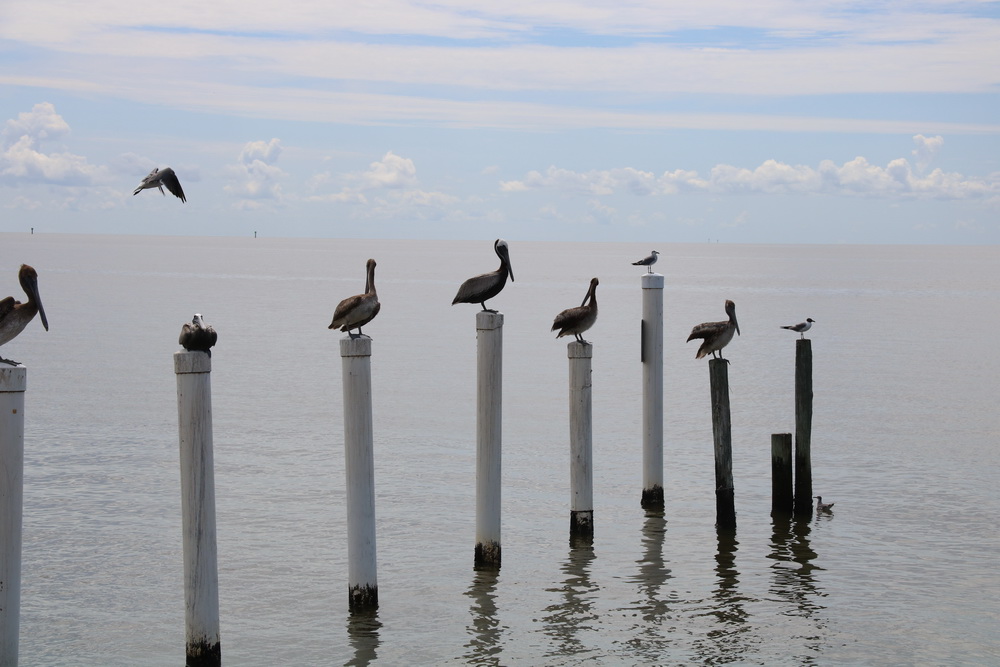 Pelecans on Poles