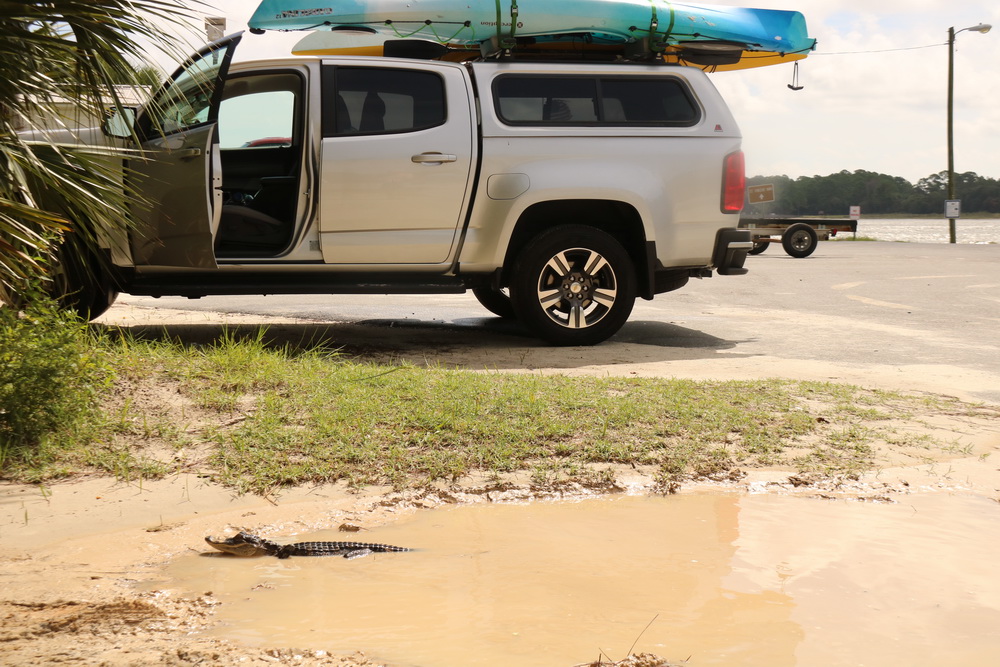 Gator in the Mud Puddle