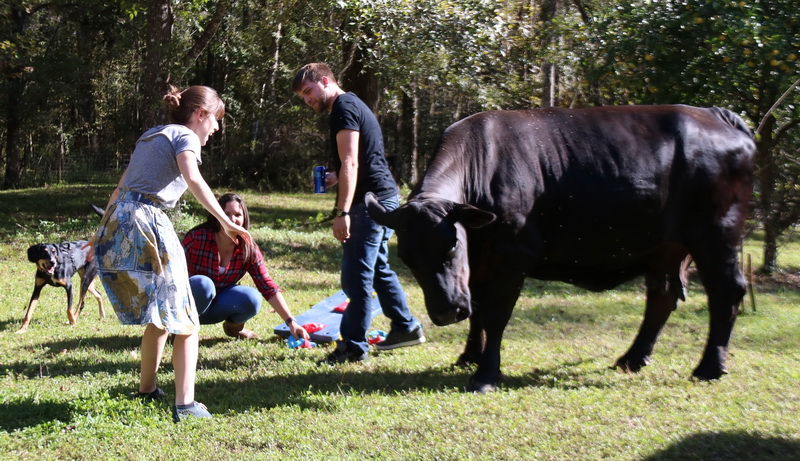 Cow wants to play