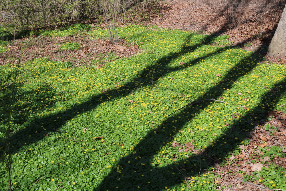 I see the trees dancing in the flowers