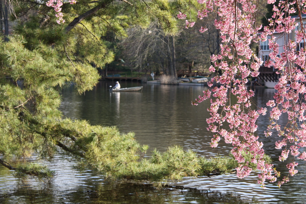 and spy a fisherman through the trees