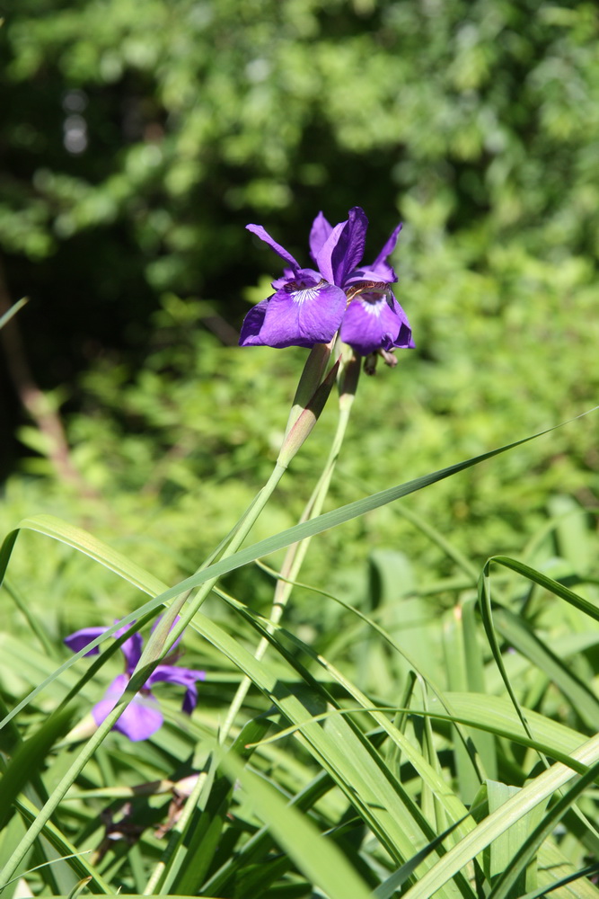 Iris