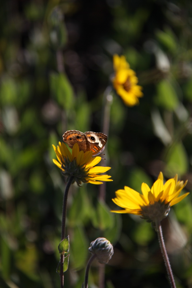 Yellow flowers and butterfly