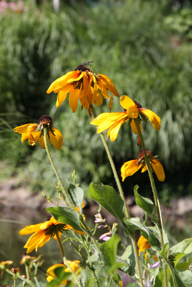 Yellow Flowers