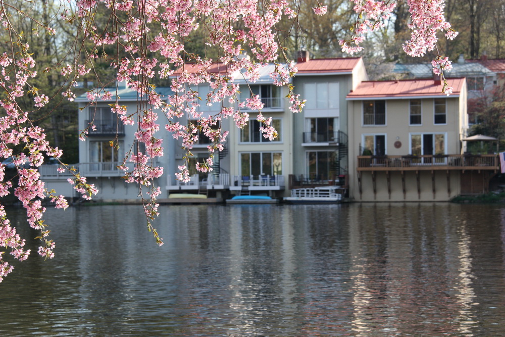Cherry Blossoms