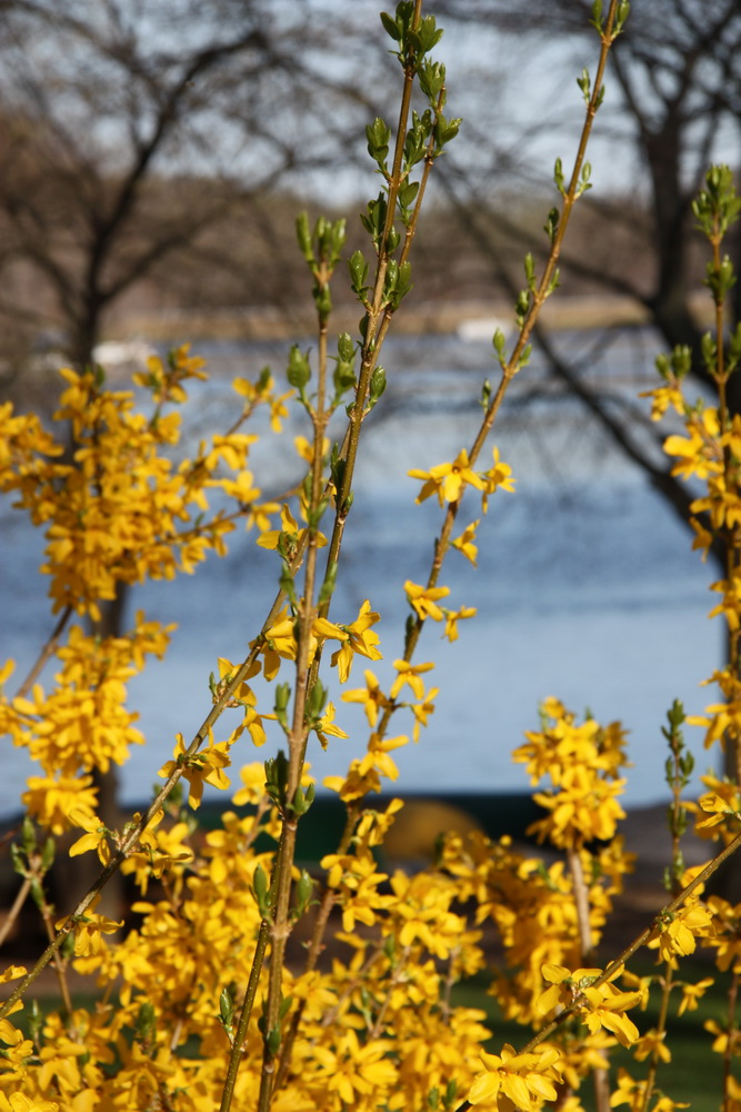 Forsythia
