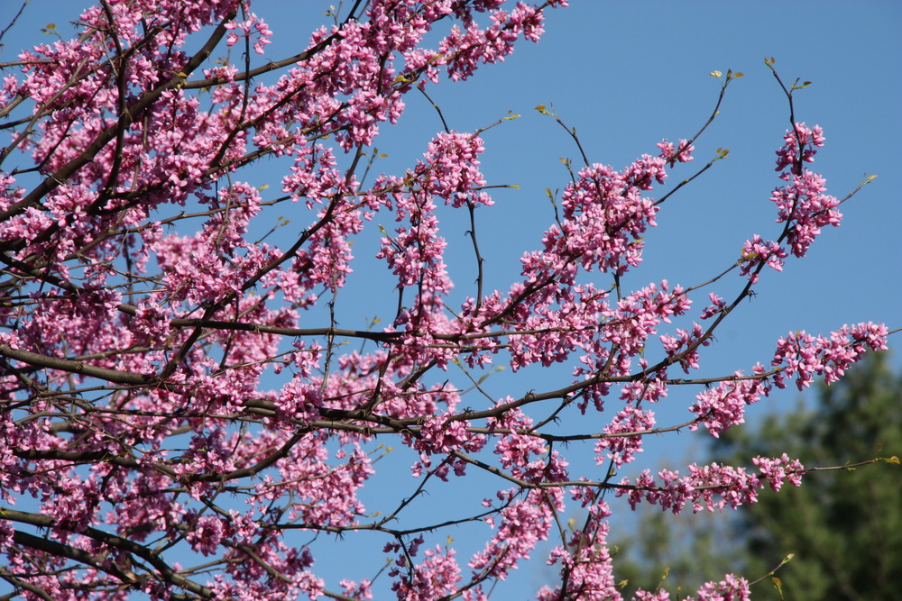 Spring
