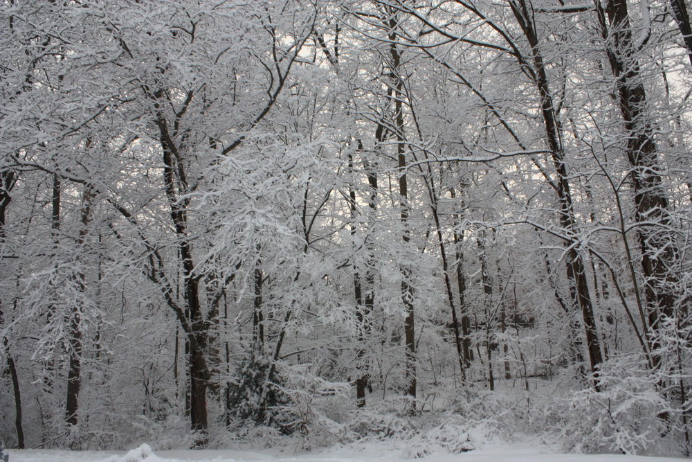 I decide so, and go out into a winter wonder land