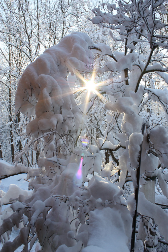 Winter Sun