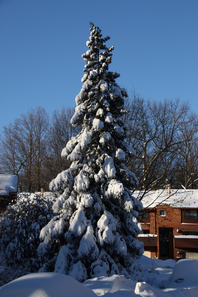Tree ready for Christmas