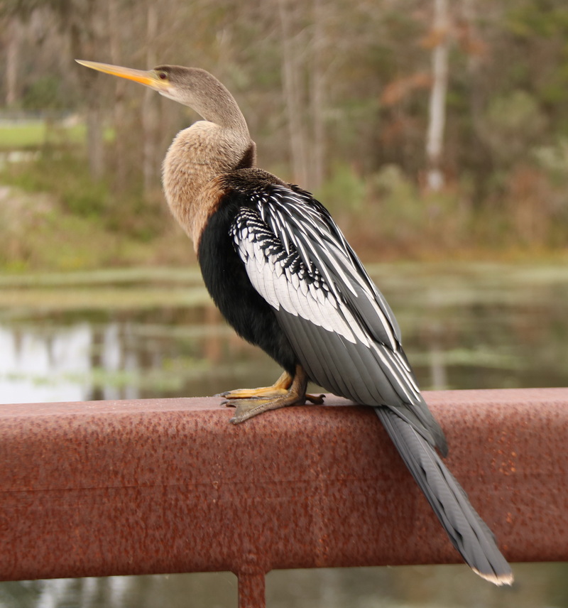Anhinga