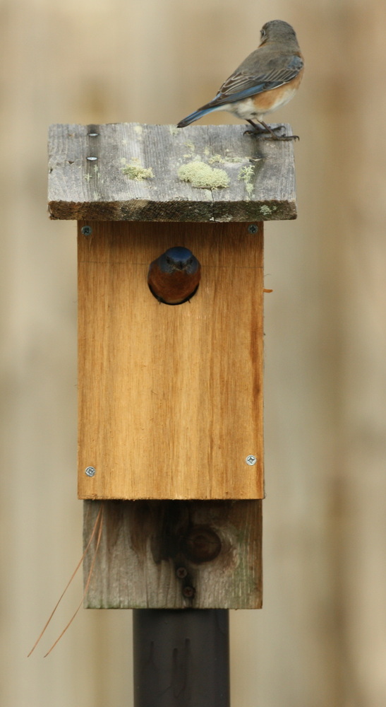 Bluebird pair