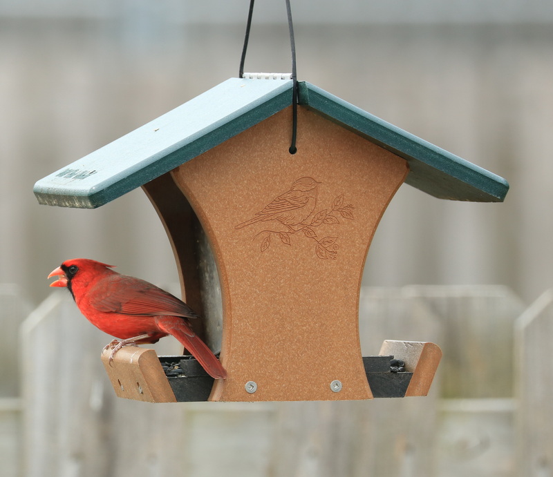 Cardinal