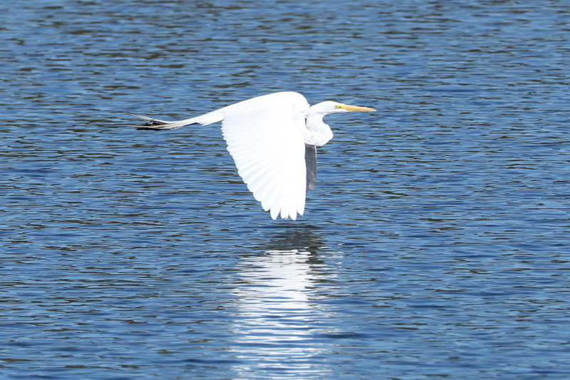 Great White Egret