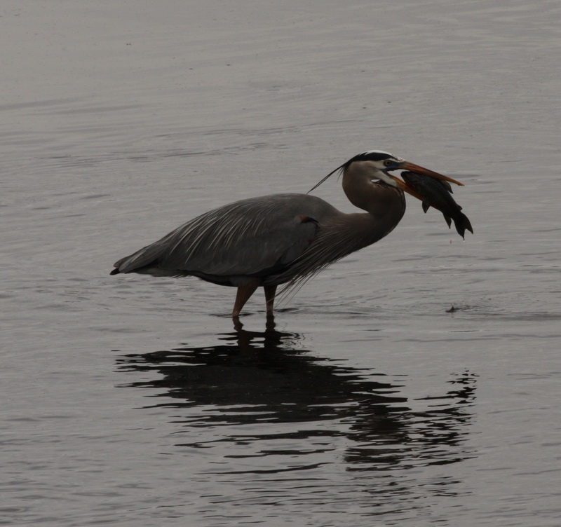 Great Blue Heron