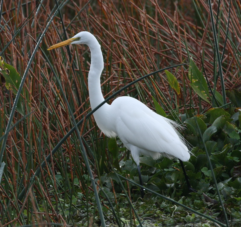Great Egret