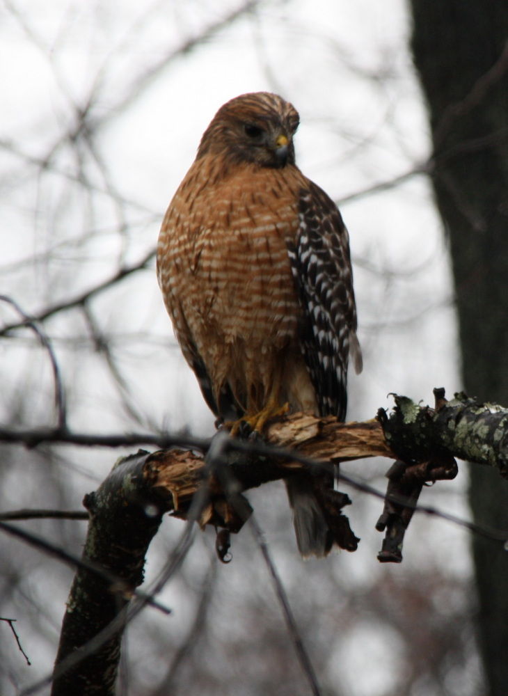Hawk
