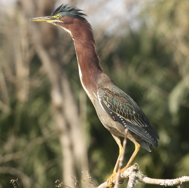 Green Heron