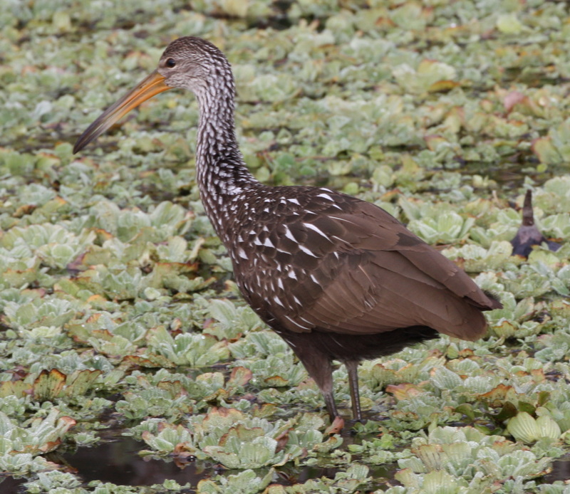 Limpkin