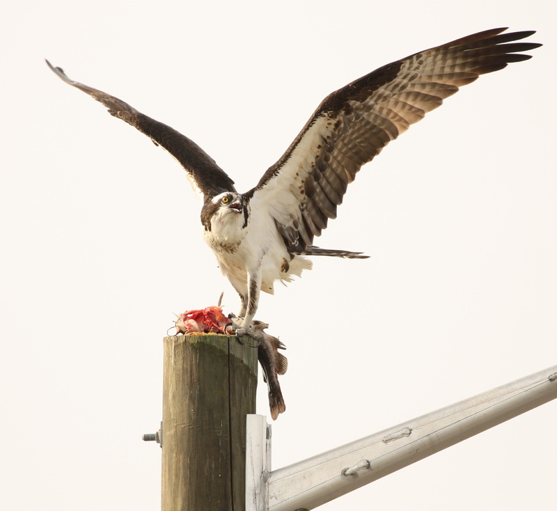 Osprey
