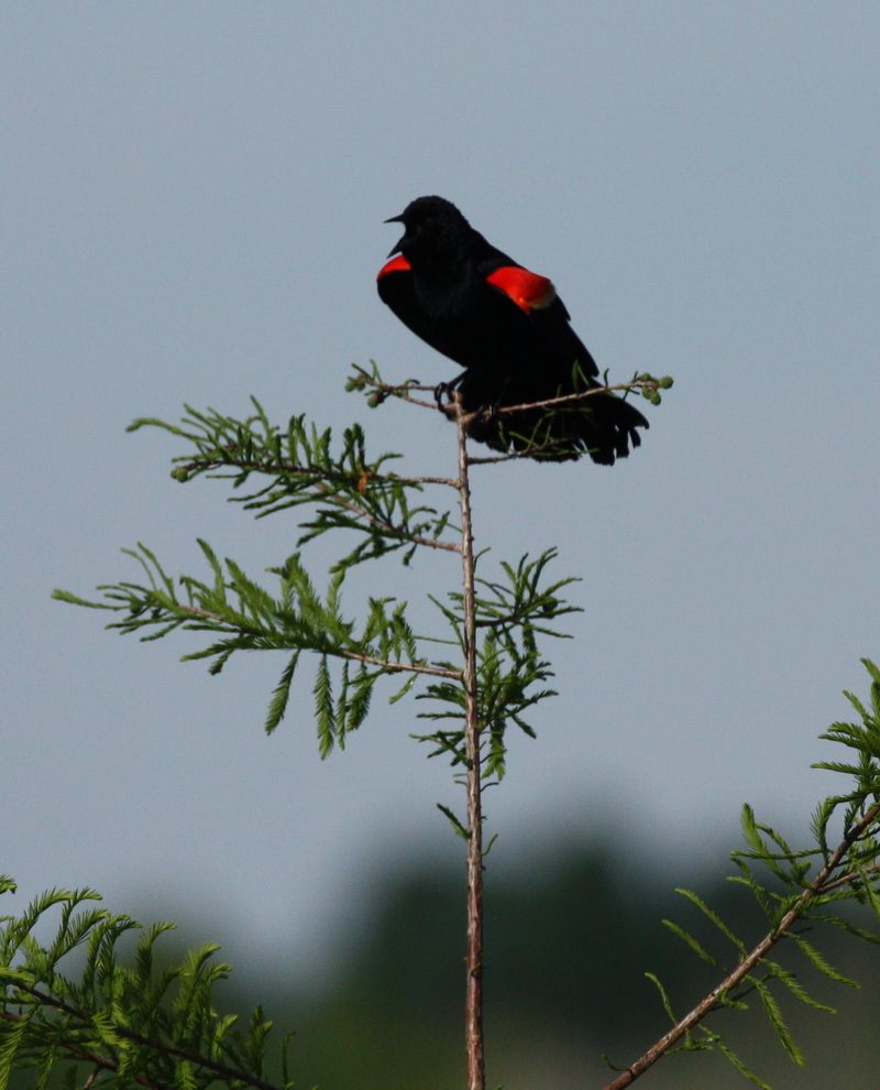 Red Wing Blackbird