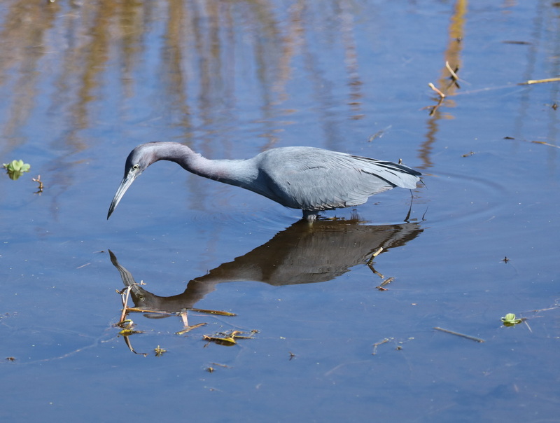 Blue Heron