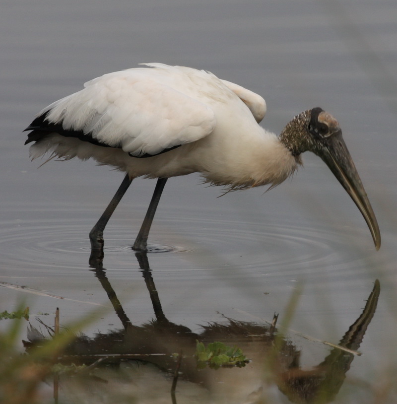 Wood Stork