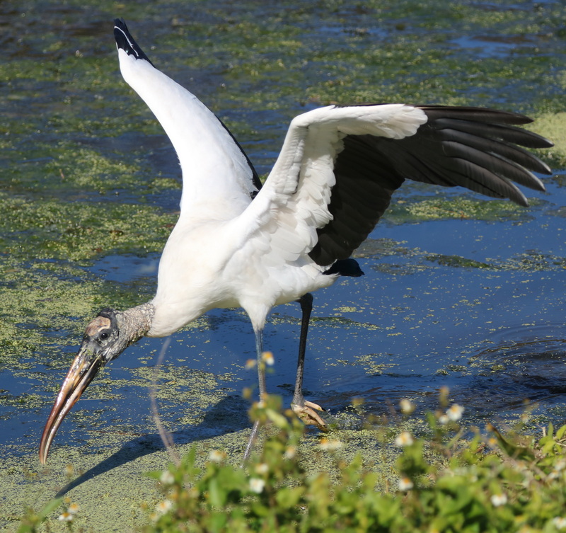 Wood Stork