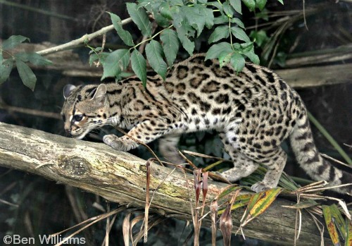 Margay Cat