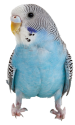 Pete the Parakeet