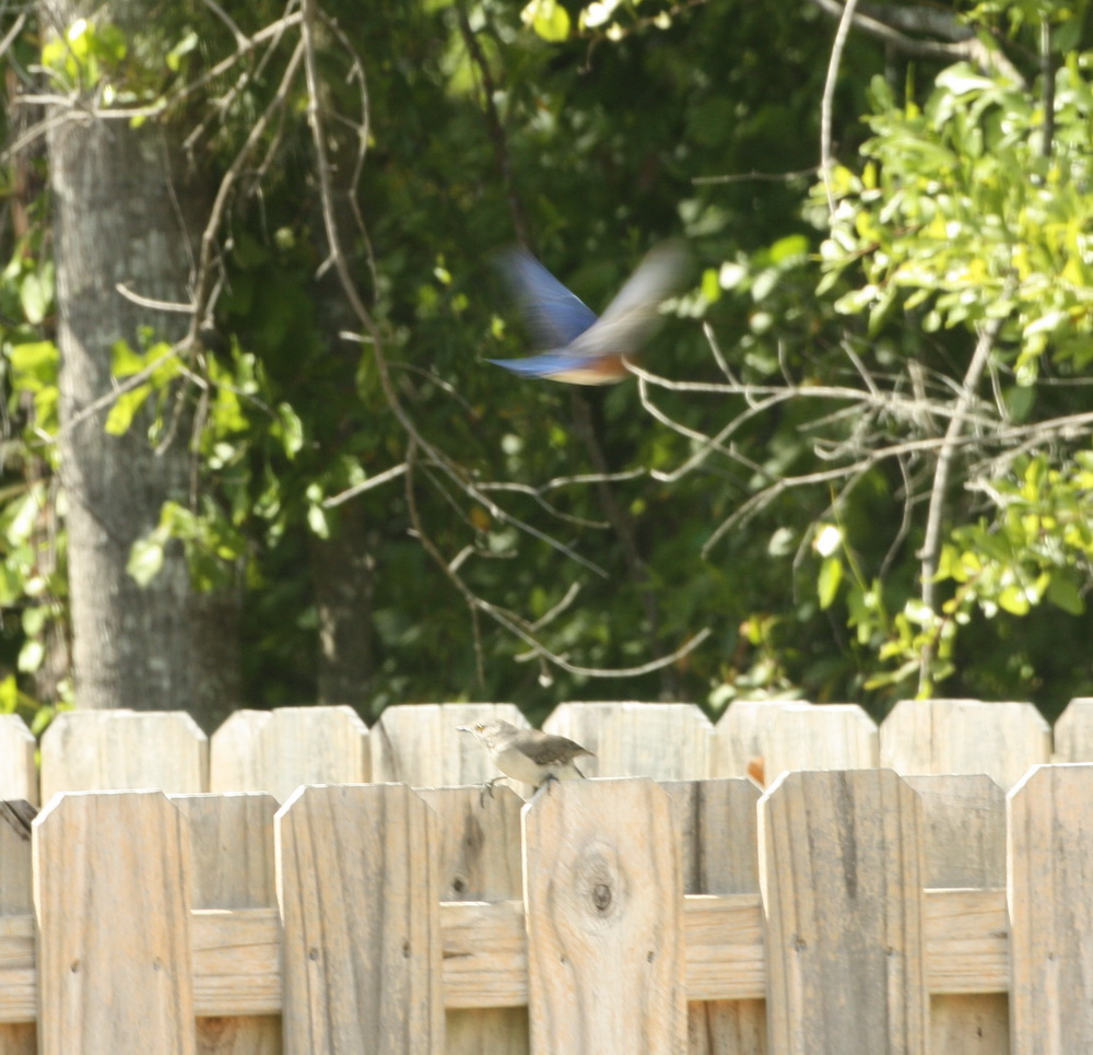 Daddy Bluebird to the Rescue