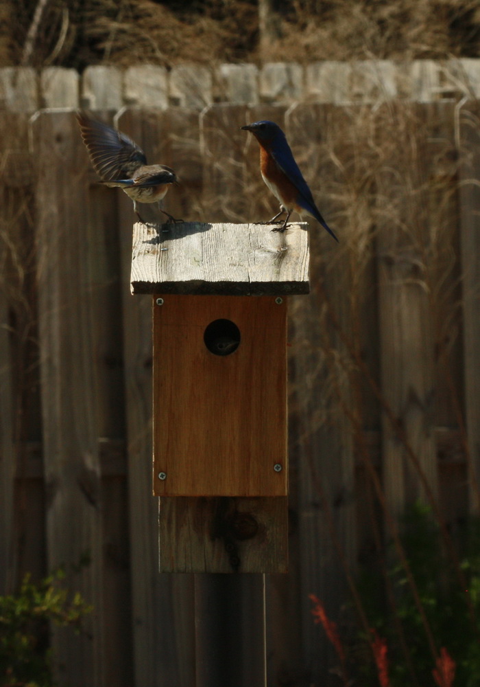 Bluebirds back home