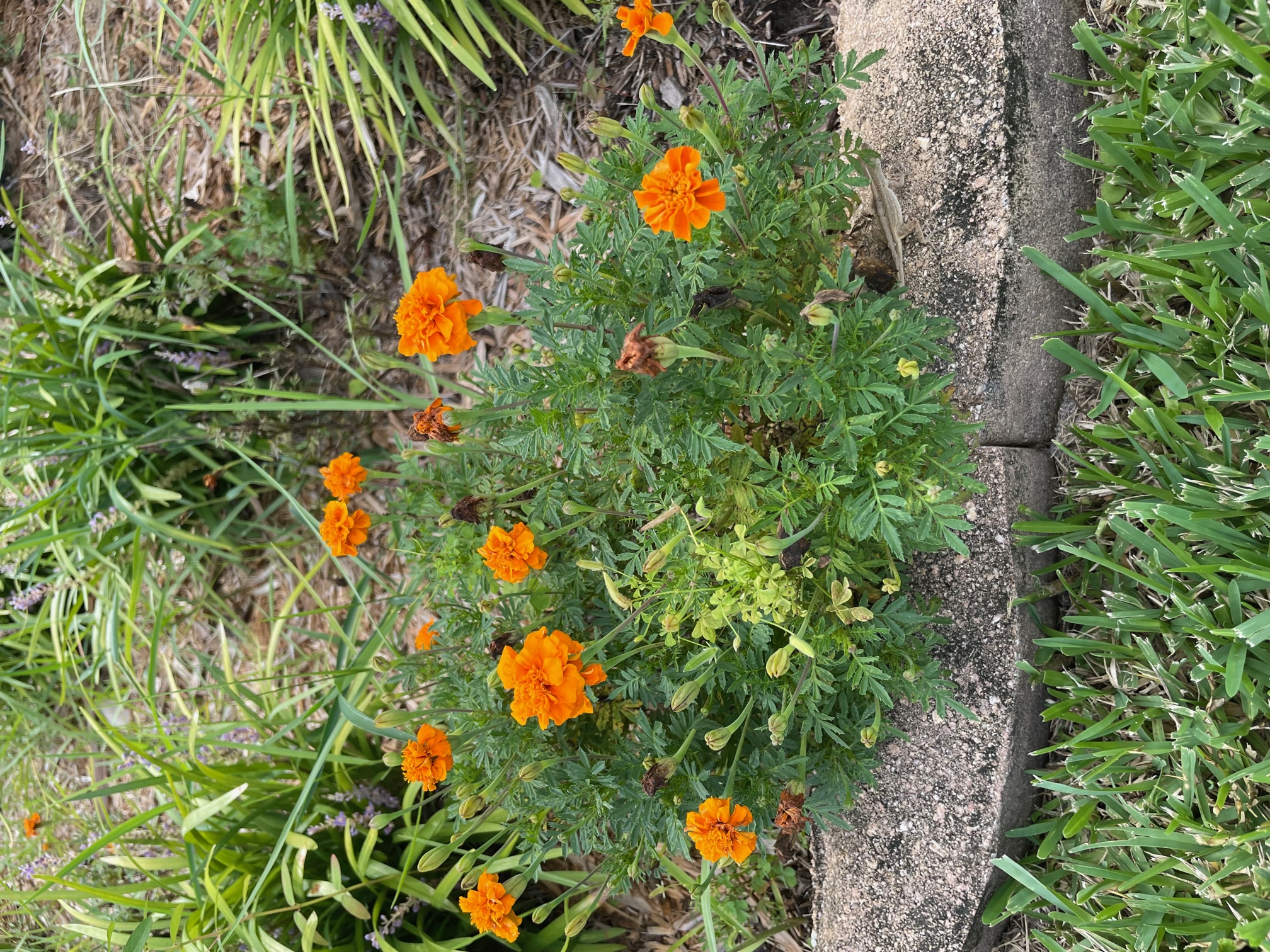 Marigolds