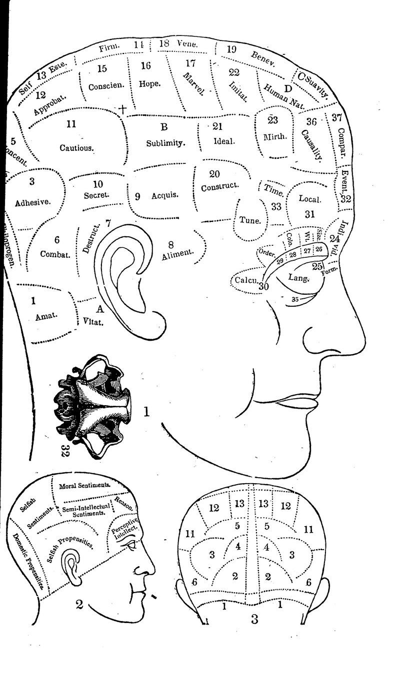 Phrenology Skull Locations