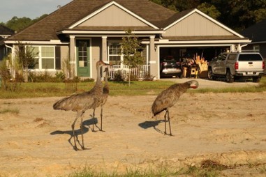 Sandhill Cranes