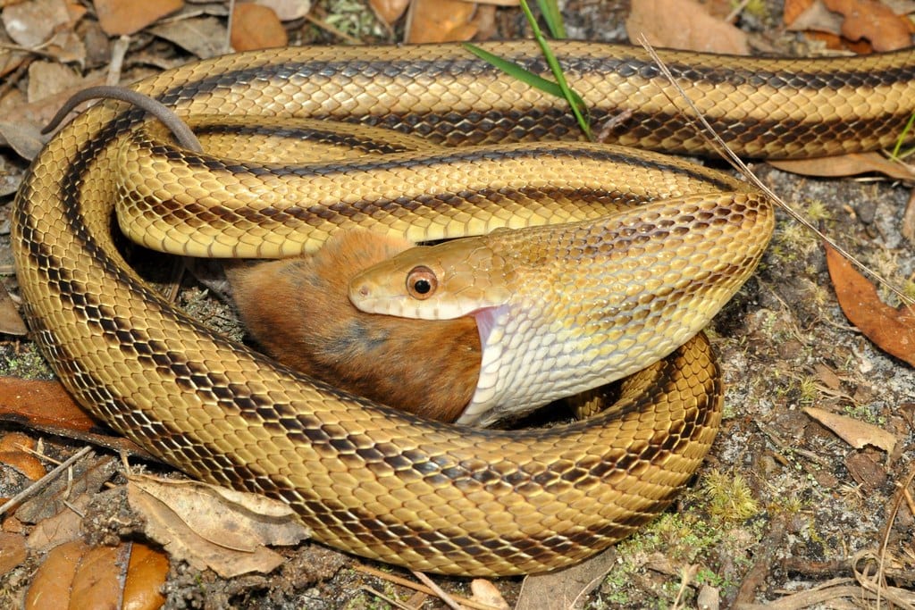 Yellow Rat Snake eating