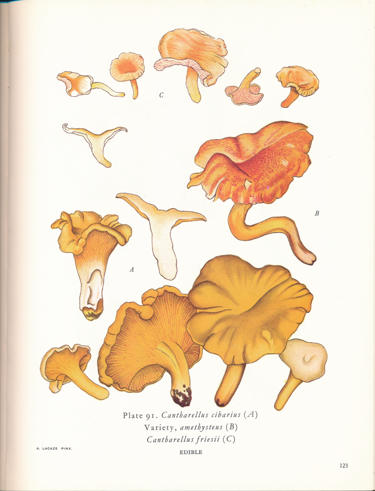 Mushroom