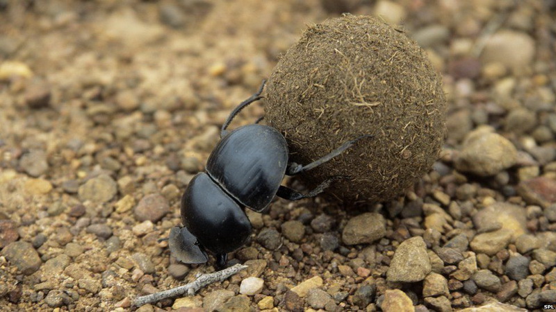 Dung Beetle