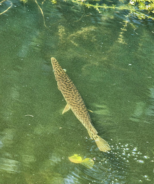 Gar fish