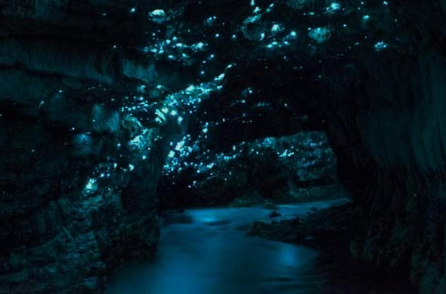 Glow worms