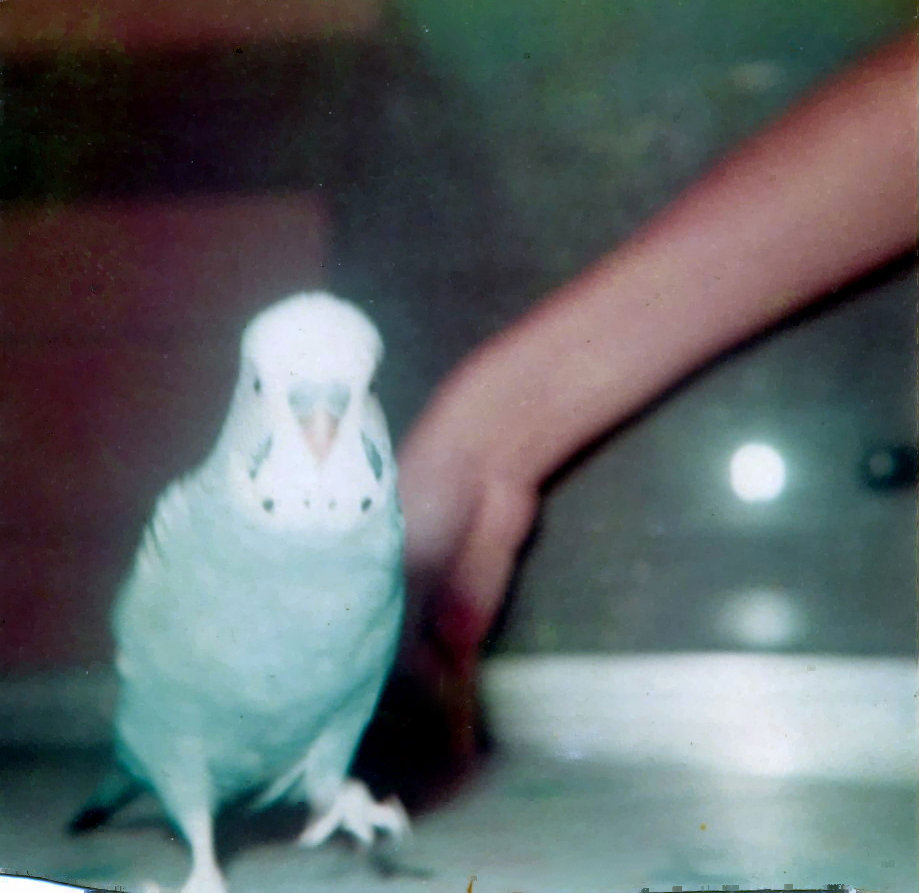 Pete the Parakeet